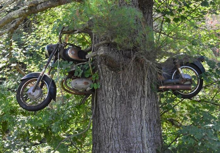 40 Times People Saw Trees ‘Devouring’ Random Objects And Just Had To Share Proof Online 40 Times People Saw Trees ‘Devouring’ Random Objects And Just Had To Share Proof Online