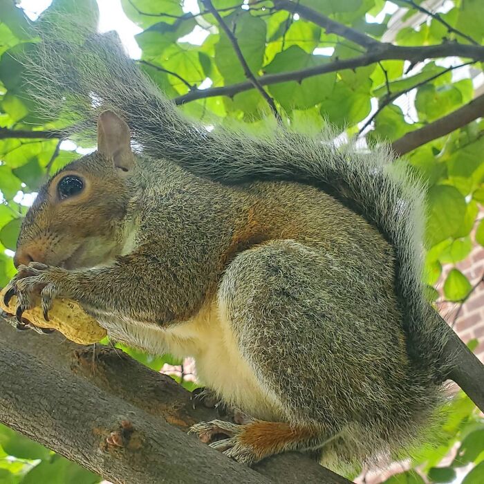 Baby Squirrel Chose This Man Instead Of Wilderness After Being Rejected By Her Mother, And The Internet Is Here For It Baby Squirrel Chose This Man Instead Of Wilderness After Being Rejected By Her Mother, And The Internet Is Here For It