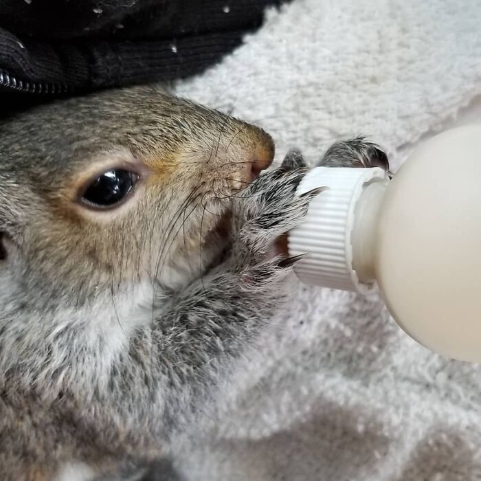 Baby Squirrel Chose This Man Instead Of Wilderness After Being Rejected By Her Mother, And The Internet Is Here For It Baby Squirrel Chose This Man Instead Of Wilderness After Being Rejected By Her Mother, And The Internet Is Here For It