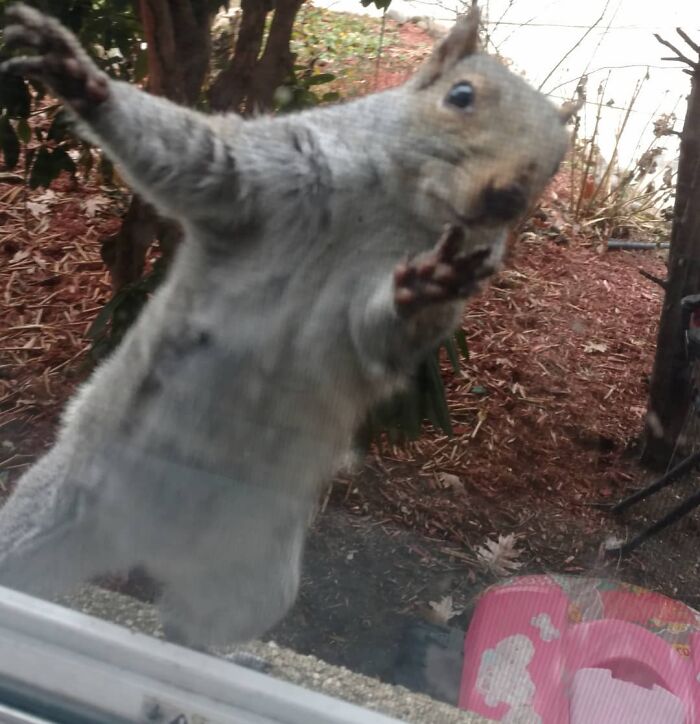 Baby Squirrel Chose This Man Instead Of Wilderness After Being Rejected By Her Mother, And The Internet Is Here For It Baby Squirrel Chose This Man Instead Of Wilderness After Being Rejected By Her Mother, And The Internet Is Here For It