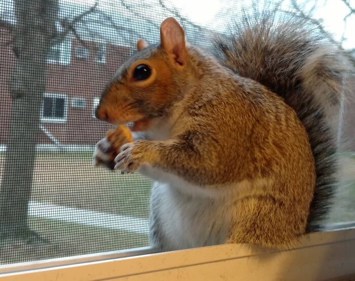 Baby Squirrel Chose This Man Instead Of Wilderness After Being Rejected By Her Mother, And The Internet Is Here For It Baby Squirrel Chose This Man Instead Of Wilderness After Being Rejected By Her Mother, And The Internet Is Here For It