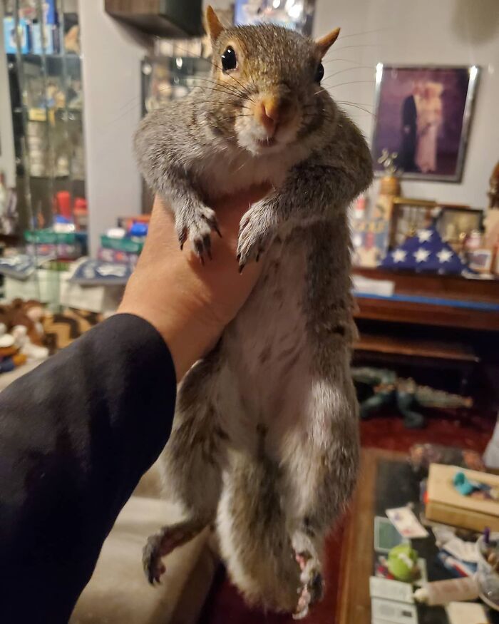 Baby Squirrel Chose This Man Instead Of Wilderness After Being Rejected By Her Mother, And The Internet Is Here For It Baby Squirrel Chose This Man Instead Of Wilderness After Being Rejected By Her Mother, And The Internet Is Here For It