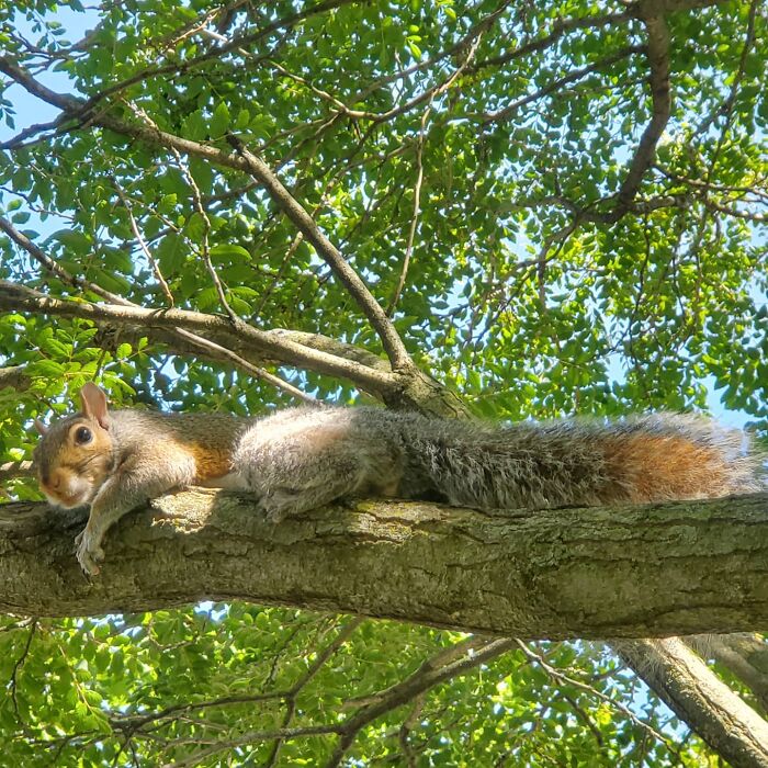 Baby Squirrel Chose This Man Instead Of Wilderness After Being Rejected By Her Mother, And The Internet Is Here For It Baby Squirrel Chose This Man Instead Of Wilderness After Being Rejected By Her Mother, And The Internet Is Here For It