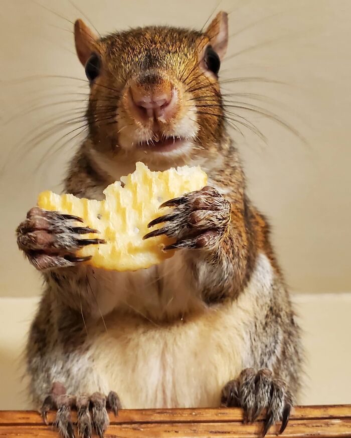 Baby Squirrel Chose This Man Instead Of Wilderness After Being Rejected By Her Mother, And The Internet Is Here For It Baby Squirrel Chose This Man Instead Of Wilderness After Being Rejected By Her Mother, And The Internet Is Here For It