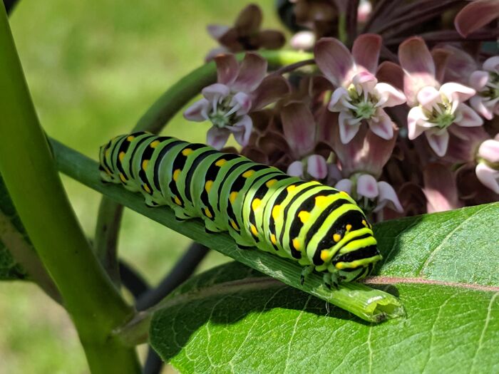 Some Of My Favorite Photos I Took In My Garden (23 Pics) Some Of My Favorite Photos I Took In My Garden (23 Pics)