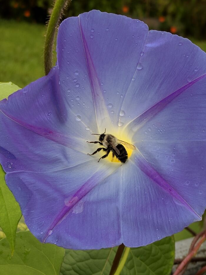 Some Of My Favorite Photos I Took In My Garden (23 Pics) Some Of My Favorite Photos I Took In My Garden (23 Pics)