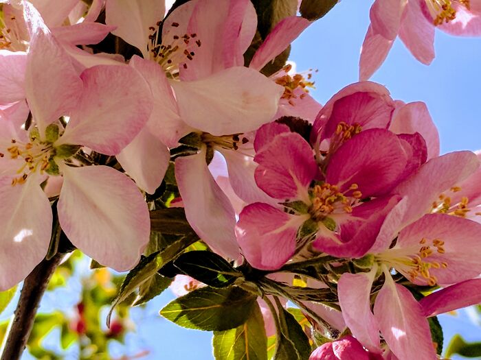 Some Of My Favorite Photos I Took In My Garden (23 Pics) Some Of My Favorite Photos I Took In My Garden (23 Pics)