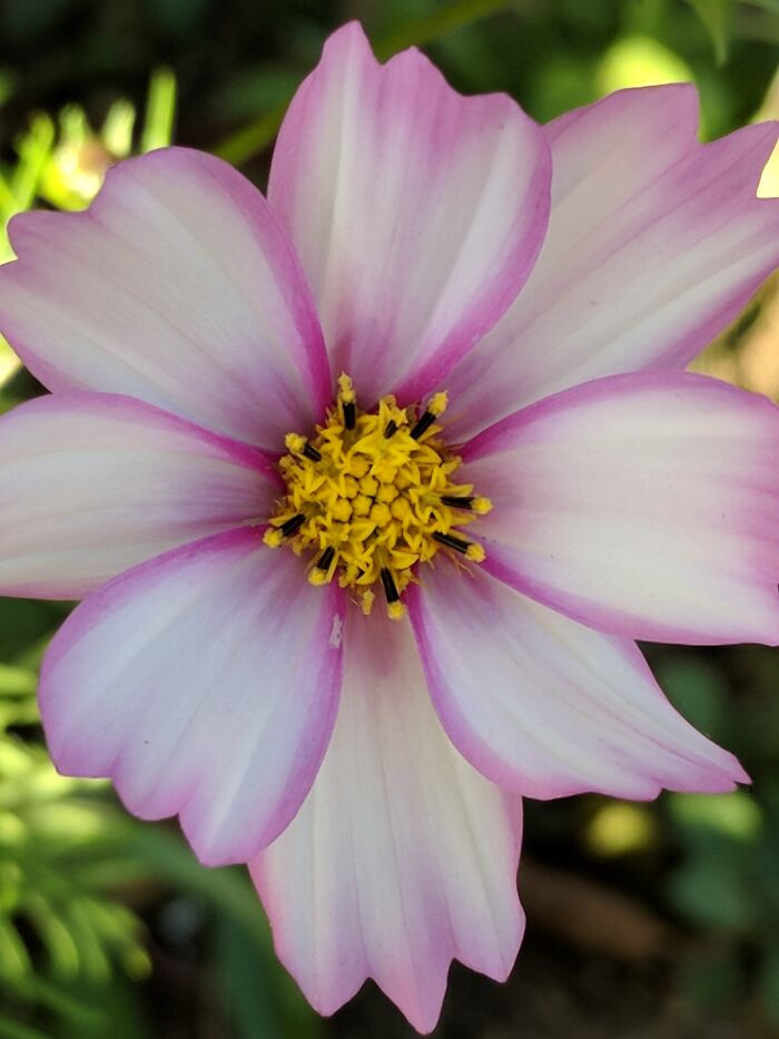 Some Of My Favorite Photos I Took In My Garden (23 Pics) Some Of My Favorite Photos I Took In My Garden (23 Pics)