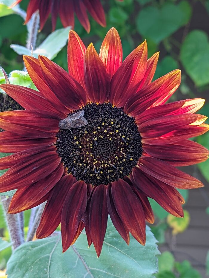 Some Of My Favorite Photos I Took In My Garden (23 Pics) Some Of My Favorite Photos I Took In My Garden (23 Pics)