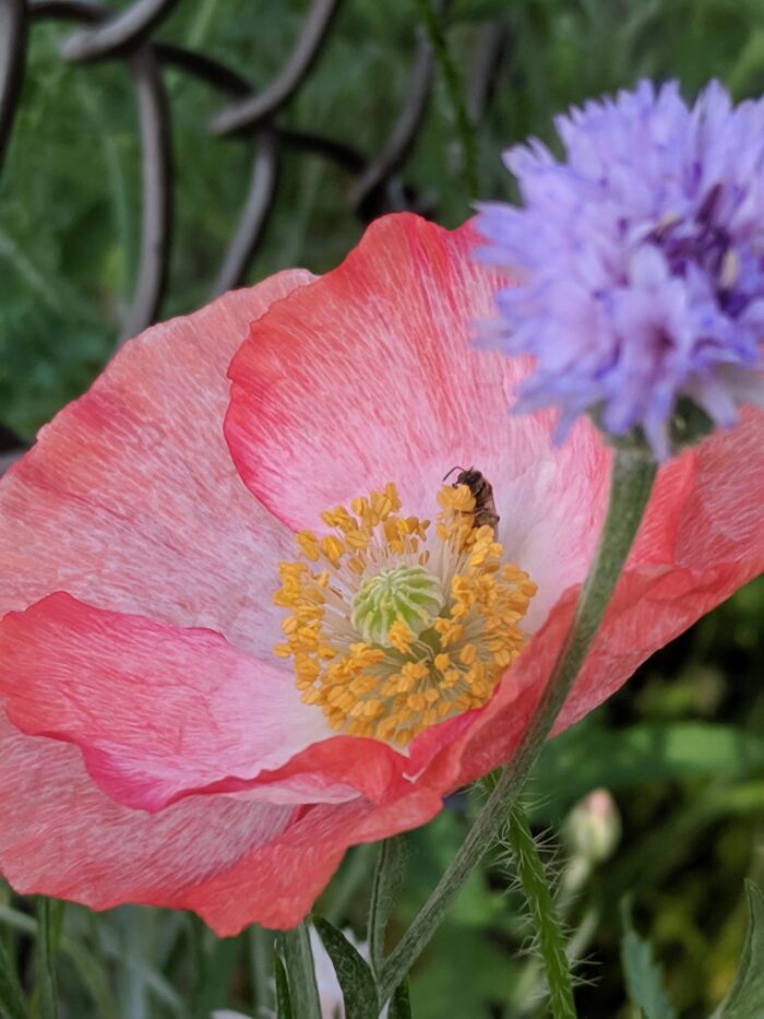 Some Of My Favorite Photos I Took In My Garden (23 Pics) Some Of My Favorite Photos I Took In My Garden (23 Pics)