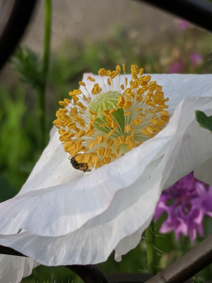 Some Of My Favorite Photos I Took In My Garden (23 Pics) Some Of My Favorite Photos I Took In My Garden (23 Pics)