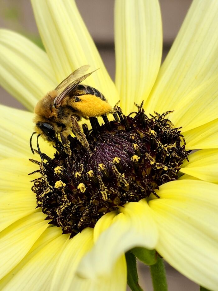 Some Of My Favorite Photos I Took In My Garden (23 Pics) Some Of My Favorite Photos I Took In My Garden (23 Pics)