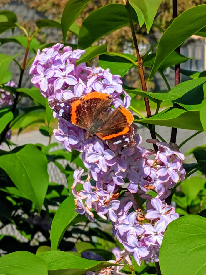 Some Of My Favorite Photos I Took In My Garden (23 Pics) Some Of My Favorite Photos I Took In My Garden (23 Pics)