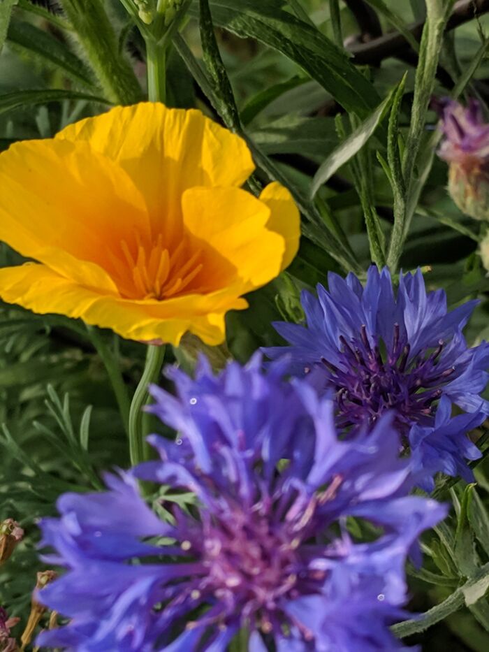 Some Of My Favorite Photos I Took In My Garden (23 Pics) Some Of My Favorite Photos I Took In My Garden (23 Pics)