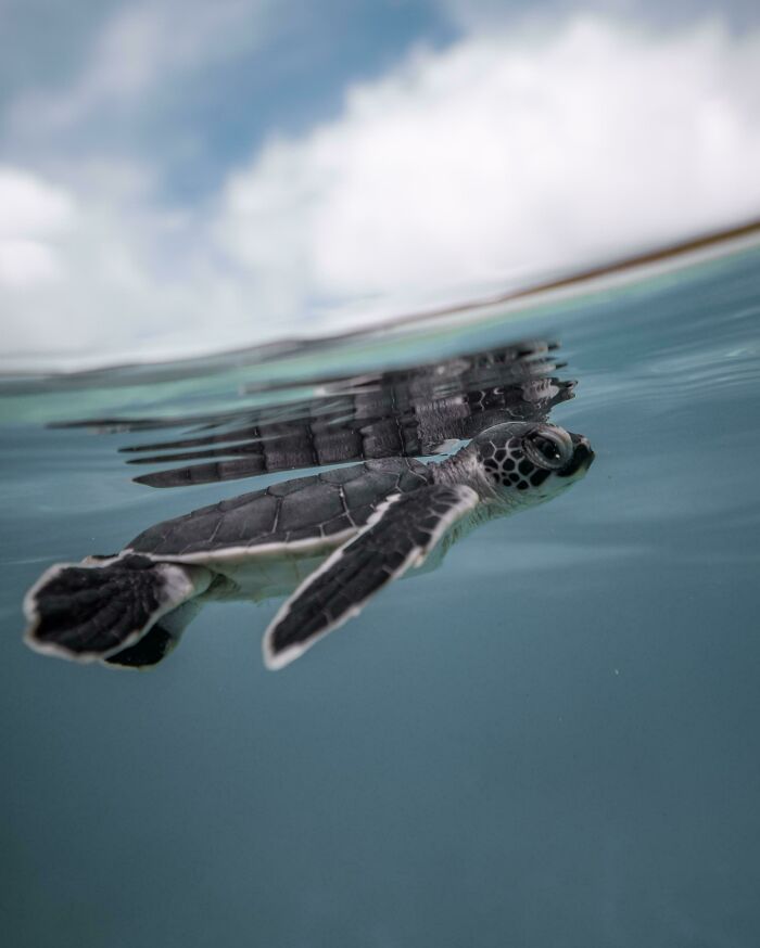 People Online Share 30 Incredible Photos That Were Taken Underneath The Water