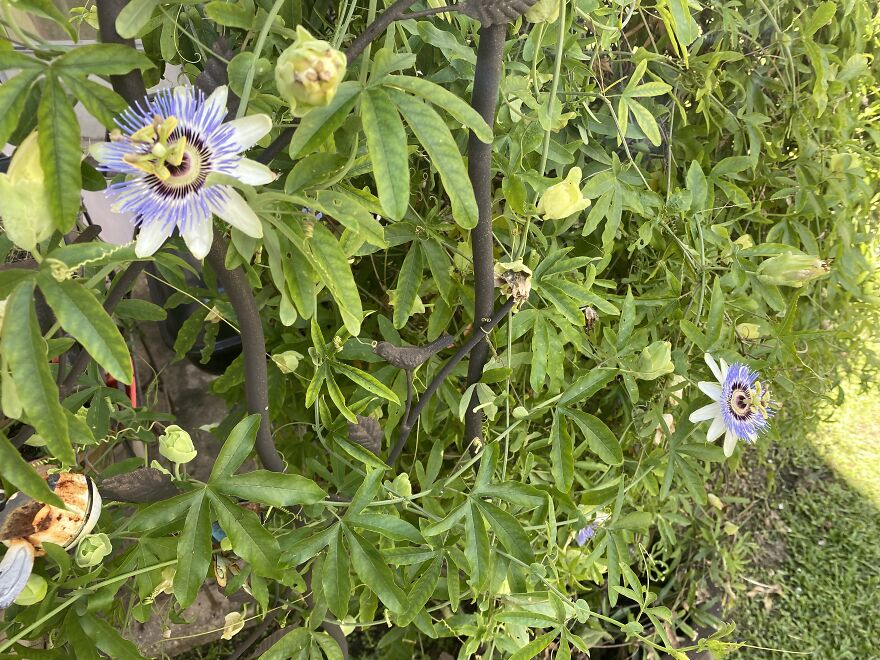 I Capture The Cycle Of Life In Vines My Wife Brought To Our Garden Years Ago (9 Pics) I Capture The Cycle Of Life In Vines My Wife Brought To Our Garden Years Ago (9 Pics)