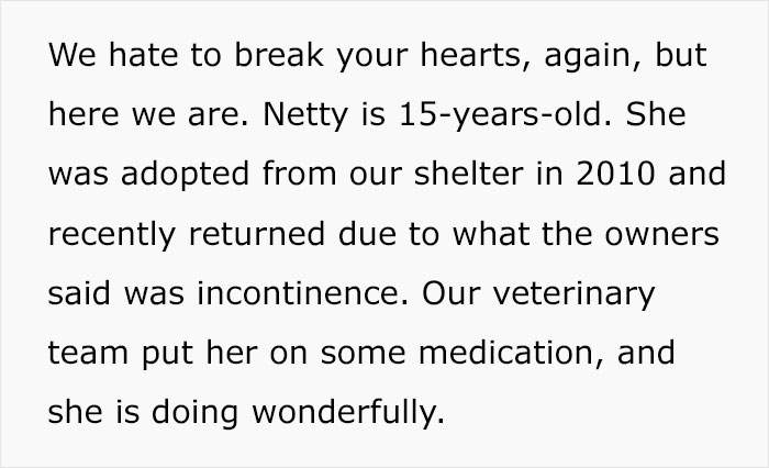 Senior Dog Returned To Shelter After 12 Years To Be Put Down Is Now Living Her Best Life After Vet Adopts Her Senior Dog Returned To Shelter After 12 Years To Be Put Down Is Now Living Her Best Life After Vet Adopts Her