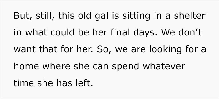 Senior Dog Returned To Shelter After 12 Years To Be Put Down Is Now Living Her Best Life After Vet Adopts Her Senior Dog Returned To Shelter After 12 Years To Be Put Down Is Now Living Her Best Life After Vet Adopts Her
