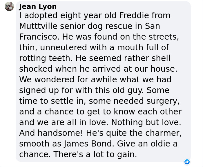 Senior Dog Returned To Shelter After 12 Years To Be Put Down Is Now Living Her Best Life After Vet Adopts Her Senior Dog Returned To Shelter After 12 Years To Be Put Down Is Now Living Her Best Life After Vet Adopts Her