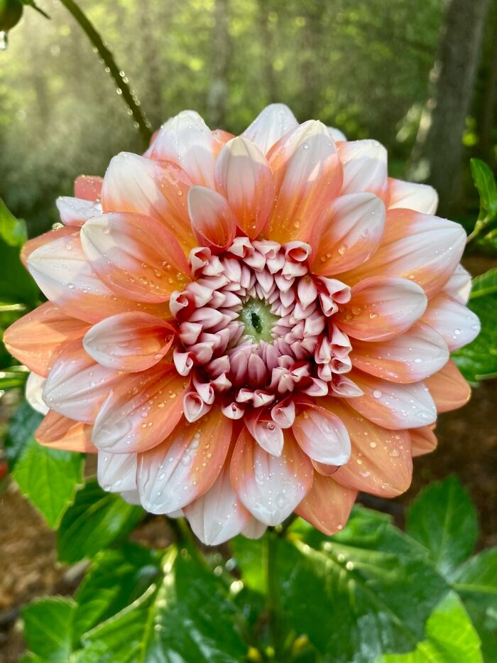 Hey Pandas, What’s A Photo You Took With Your Phone That Seems Professional? (Closed) Hey Pandas, What’s A Photo You Took With Your Phone That Seems Professional? (Closed)