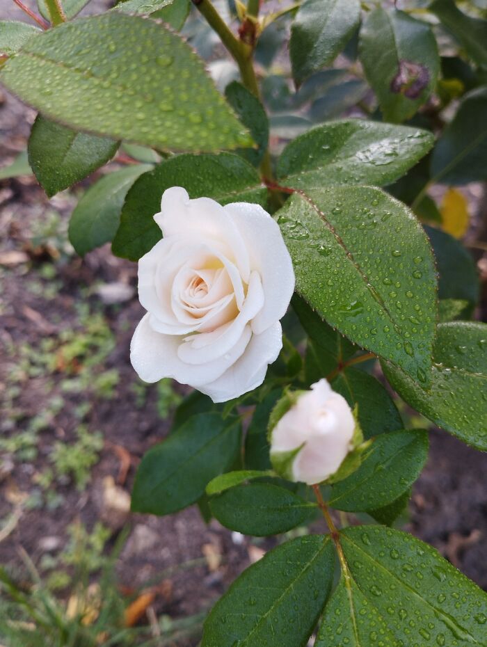 Hey Pandas, What’s A Photo You Took With Your Phone That Seems Professional? (Closed) Hey Pandas, What’s A Photo You Took With Your Phone That Seems Professional? (Closed)