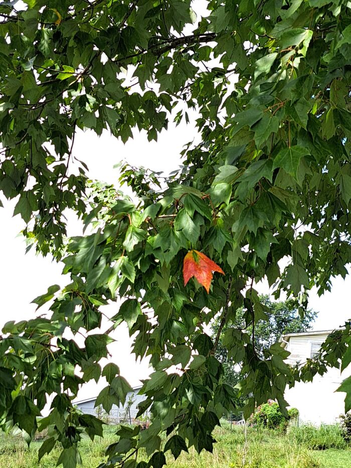 Hey Pandas, What’s A Photo You Took With Your Phone That Seems Professional? (Closed) Hey Pandas, What’s A Photo You Took With Your Phone That Seems Professional? (Closed)