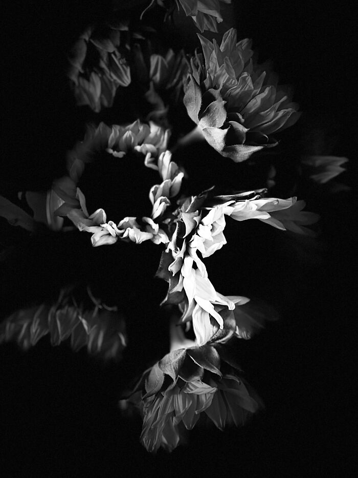 Hey Pandas, What’s A Photo You Took With Your Phone That Seems Professional? (Closed) Hey Pandas, What’s A Photo You Took With Your Phone That Seems Professional? (Closed)