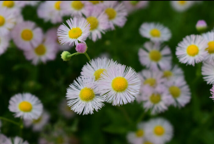 Hey Pandas, What’s A Photo You Took With Your Phone That Seems Professional? (Closed) Hey Pandas, What’s A Photo You Took With Your Phone That Seems Professional? (Closed)