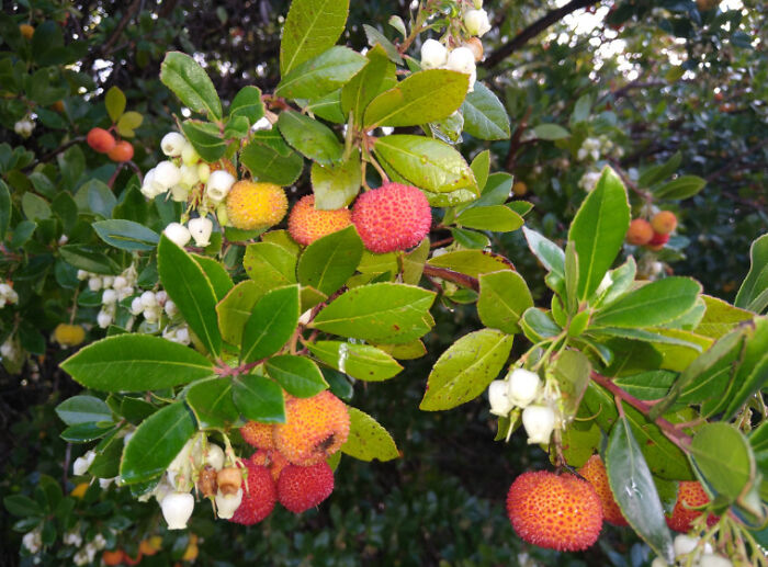 Hey Pandas, What’s A Photo You Took With Your Phone That Seems Professional? (Closed) Hey Pandas, What’s A Photo You Took With Your Phone That Seems Professional? (Closed)