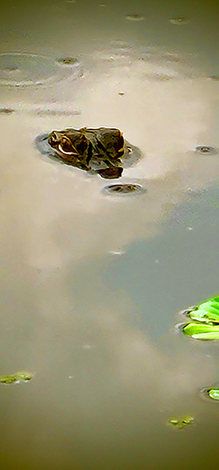 Hey Pandas, What’s A Photo You Took With Your Phone That Seems Professional? (Closed) Hey Pandas, What’s A Photo You Took With Your Phone That Seems Professional? (Closed)