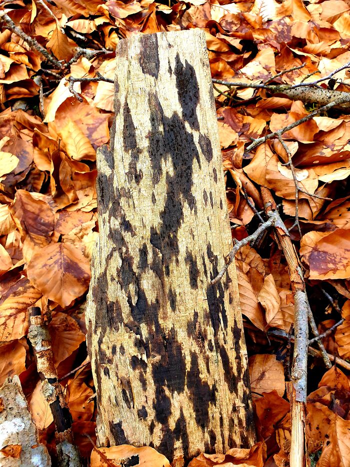 Hey Pandas, What’s A Photo You Took With Your Phone That Seems Professional? (Closed) Hey Pandas, What’s A Photo You Took With Your Phone That Seems Professional? (Closed)