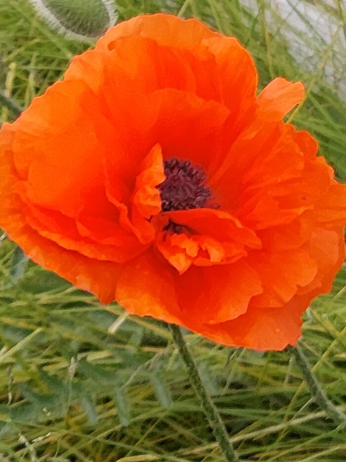 Hey Pandas, What’s A Photo You Took With Your Phone That Seems Professional? (Closed) Hey Pandas, What’s A Photo You Took With Your Phone That Seems Professional? (Closed)