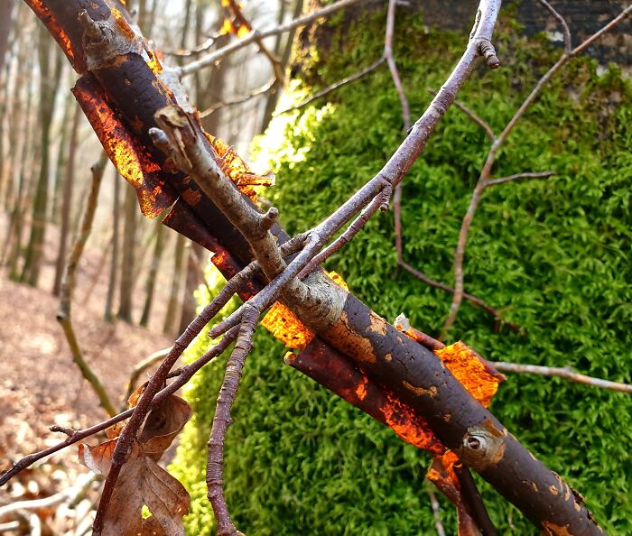 Hey Pandas, What’s A Photo You Took With Your Phone That Seems Professional? (Closed) Hey Pandas, What’s A Photo You Took With Your Phone That Seems Professional? (Closed)