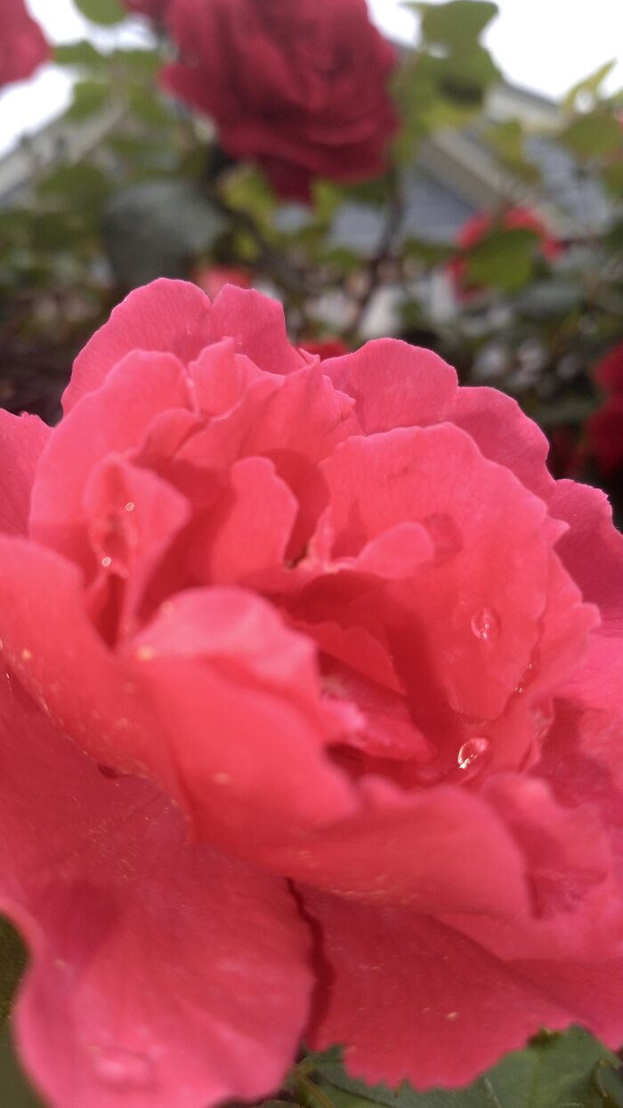 Hey Pandas, What’s A Photo You Took With Your Phone That Seems Professional? (Closed) Hey Pandas, What’s A Photo You Took With Your Phone That Seems Professional? (Closed)