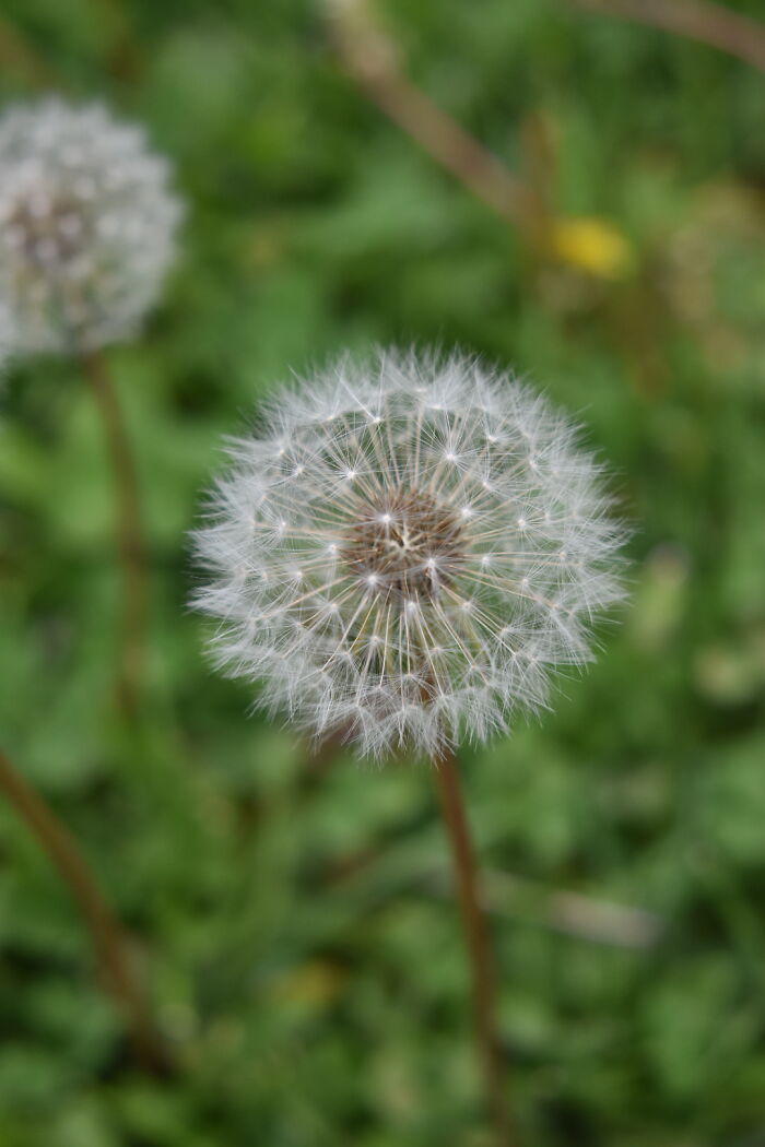 Hey Pandas, What’s A Photo You Took With Your Phone That Seems Professional? (Closed) Hey Pandas, What’s A Photo You Took With Your Phone That Seems Professional? (Closed)