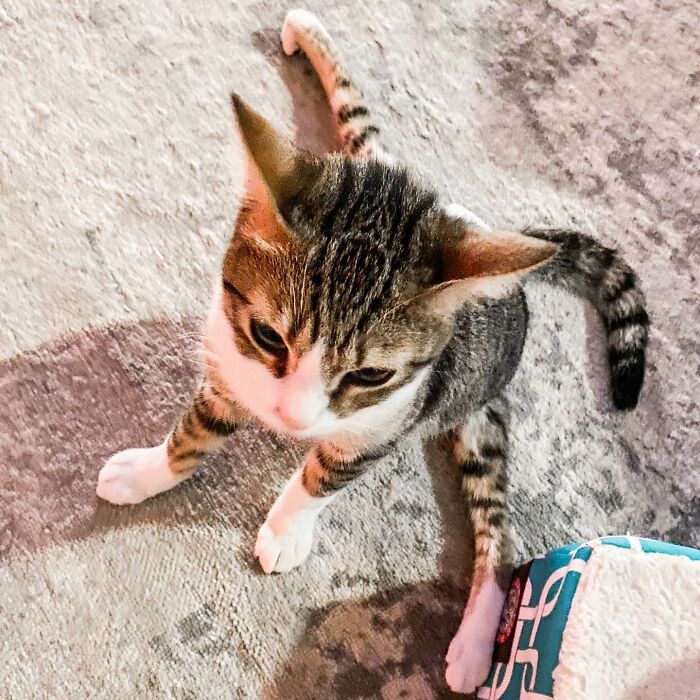 Couple Adopted Paralyzed Cat And Their Story Went Viral Couple Adopted Paralyzed Cat And Their Story Went Viral