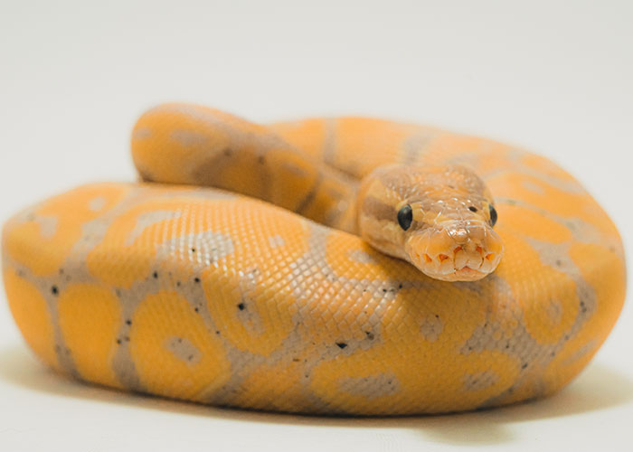 30 Animals That People Are Scared Of Or Don’t Like When They Really Shouldn’t, As Shared In This Online Thread 30 Animals That People Are Scared Of Or Don’t Like When They Really Shouldn’t, As Shared In This Online Thread