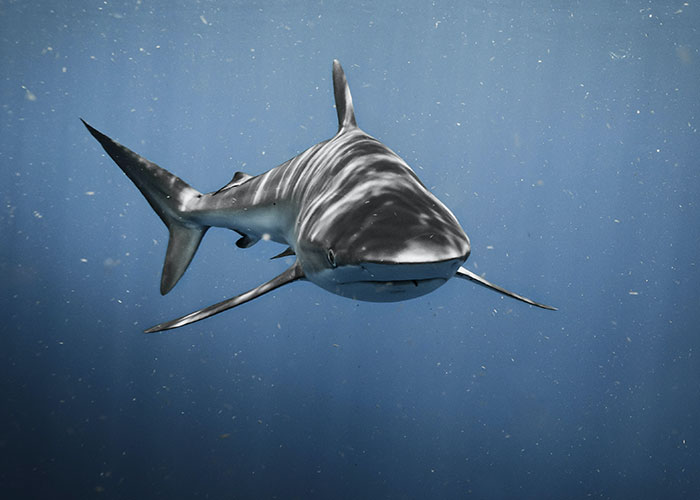 30 Animals That People Are Scared Of Or Don’t Like When They Really Shouldn’t, As Shared In This Online Thread 30 Animals That People Are Scared Of Or Don’t Like When They Really Shouldn’t, As Shared In This Online Thread