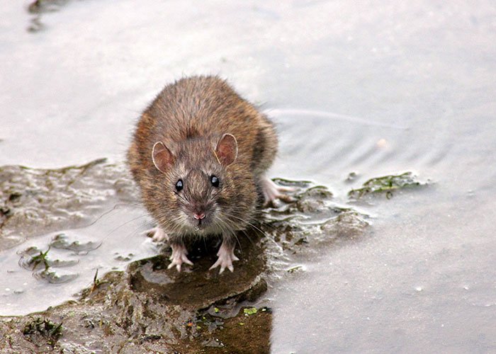 30 Animals That People Are Scared Of Or Don’t Like When They Really Shouldn’t, As Shared In This Online Thread 30 Animals That People Are Scared Of Or Don’t Like When They Really Shouldn’t, As Shared In This Online Thread