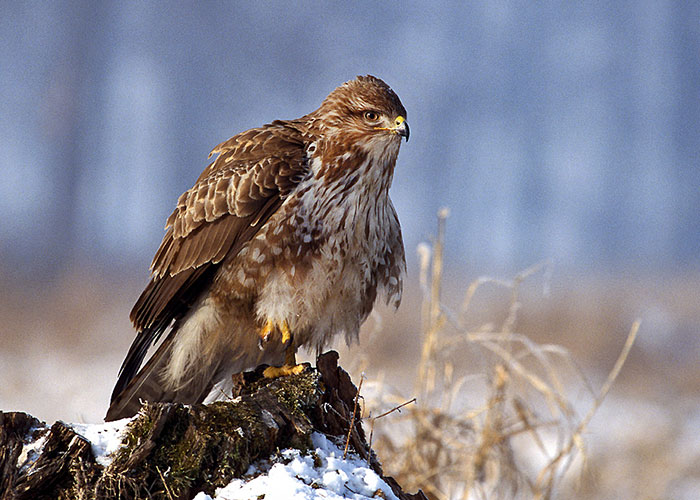 30 Animals That People Are Scared Of Or Don’t Like When They Really Shouldn’t, As Shared In This Online Thread 30 Animals That People Are Scared Of Or Don’t Like When They Really Shouldn’t, As Shared In This Online Thread