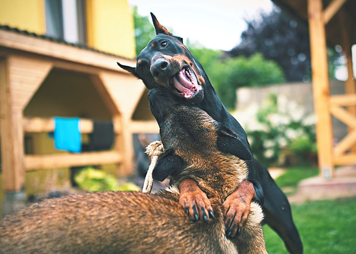 30 Animals That People Are Scared Of Or Don’t Like When They Really Shouldn’t, As Shared In This Online Thread 30 Animals That People Are Scared Of Or Don’t Like When They Really Shouldn’t, As Shared In This Online Thread