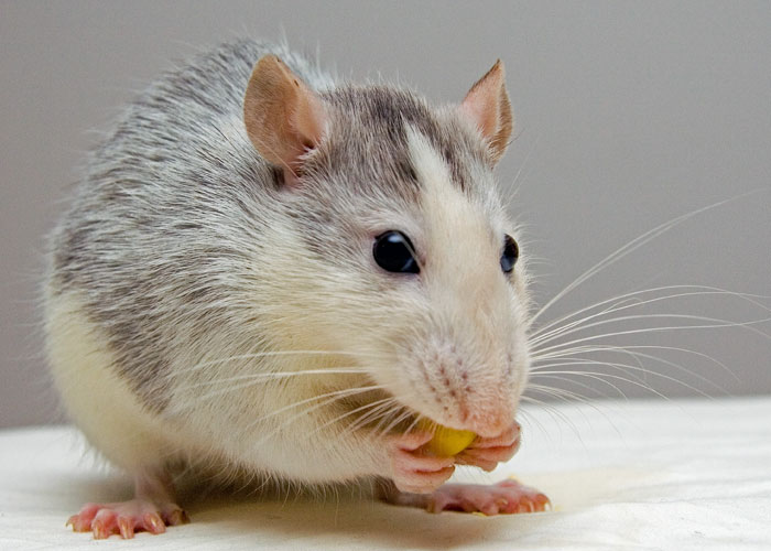 30 Animals That People Are Scared Of Or Don’t Like When They Really Shouldn’t, As Shared In This Online Thread 30 Animals That People Are Scared Of Or Don’t Like When They Really Shouldn’t, As Shared In This Online Thread