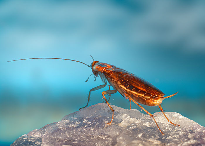 30 Animals That People Are Scared Of Or Don’t Like When They Really Shouldn’t, As Shared In This Online Thread 30 Animals That People Are Scared Of Or Don’t Like When They Really Shouldn’t, As Shared In This Online Thread