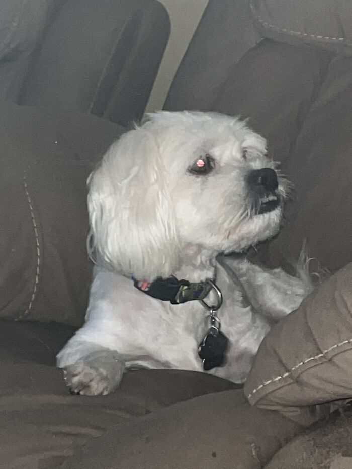 Hey Pandas, Show Me Your Most Prized Possession