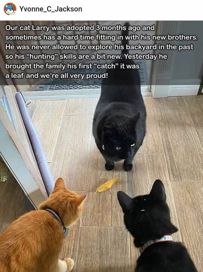 50 Perfectly Accurate Pics And Memes That Capture What It’s Like Living With Cats 50 Perfectly Accurate Pics And Memes That Capture What It’s Like Living With Cats