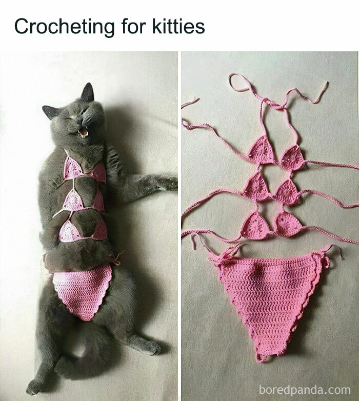 50 Perfectly Accurate Pics And Memes That Capture What It’s Like Living With Cats 50 Perfectly Accurate Pics And Memes That Capture What It’s Like Living With Cats