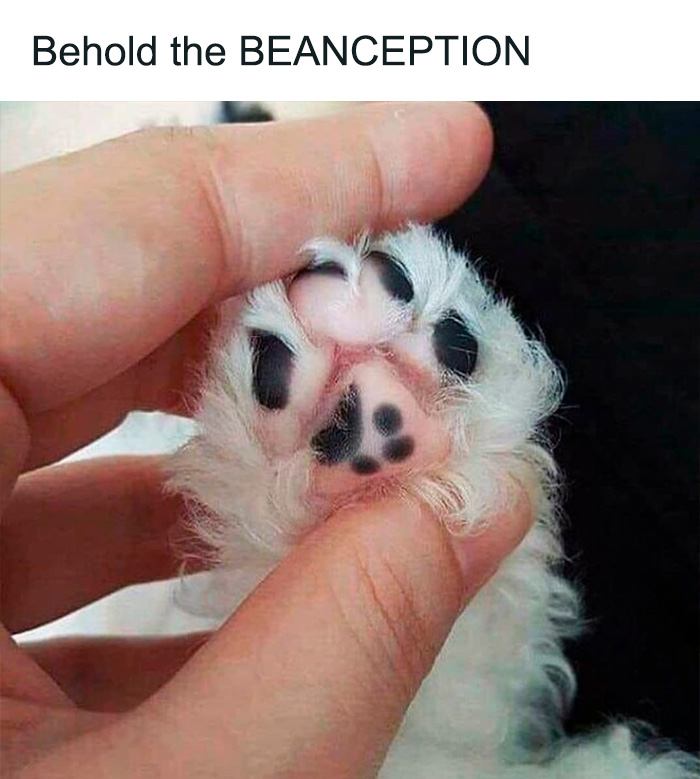 50 Perfectly Accurate Pics And Memes That Capture What It’s Like Living With Cats 50 Perfectly Accurate Pics And Memes That Capture What It’s Like Living With Cats