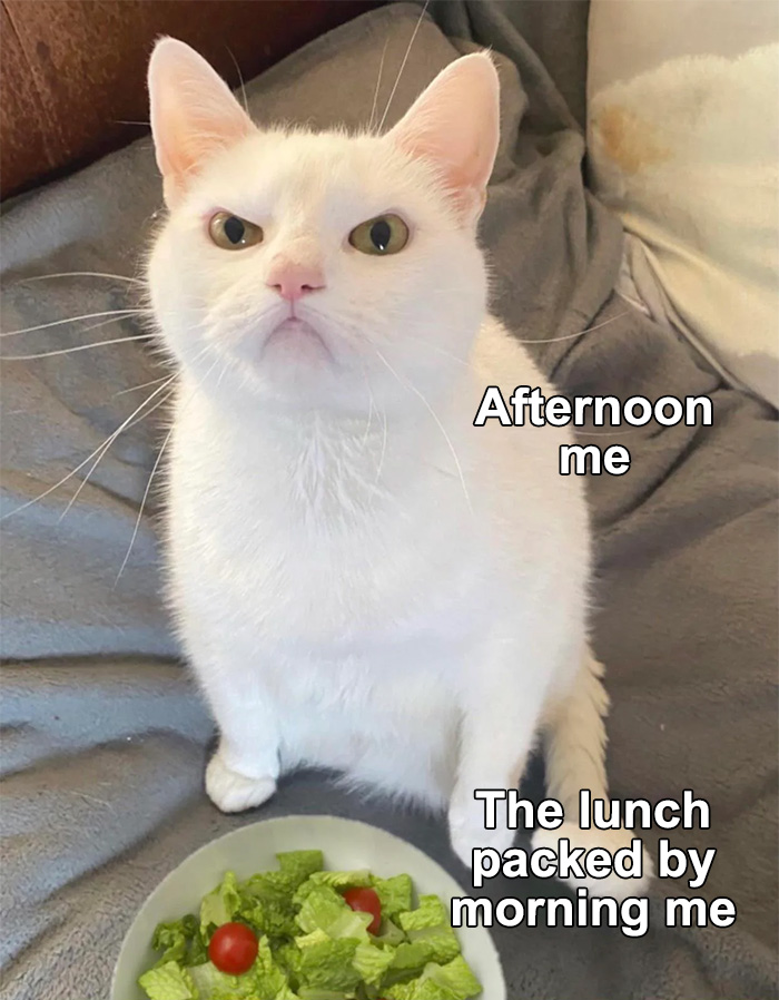 50 Perfectly Accurate Pics And Memes That Capture What It’s Like Living With Cats 50 Perfectly Accurate Pics And Memes That Capture What It’s Like Living With Cats