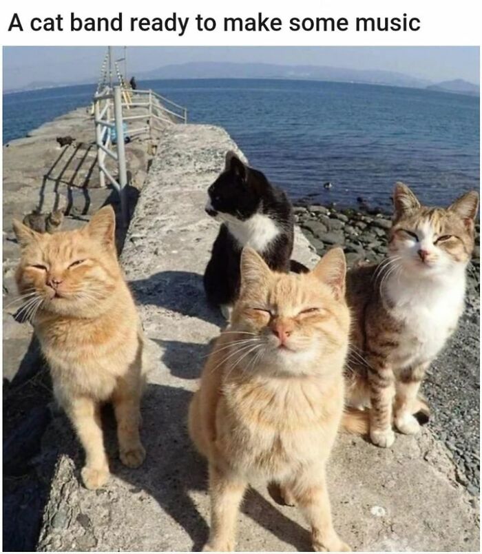 50 Perfectly Accurate Pics And Memes That Capture What It’s Like Living With Cats 50 Perfectly Accurate Pics And Memes That Capture What It’s Like Living With Cats