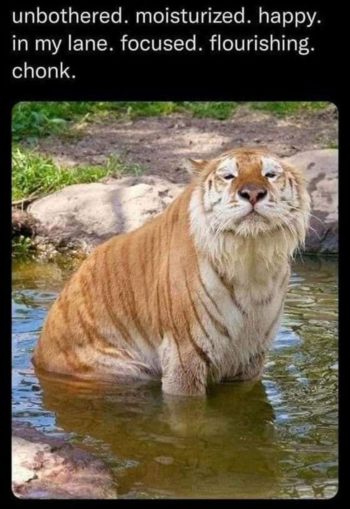 50 Perfectly Accurate Pics And Memes That Capture What It’s Like Living With Cats 50 Perfectly Accurate Pics And Memes That Capture What It’s Like Living With Cats